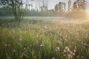 Bloemenweelde - foto: Wim Dirckx