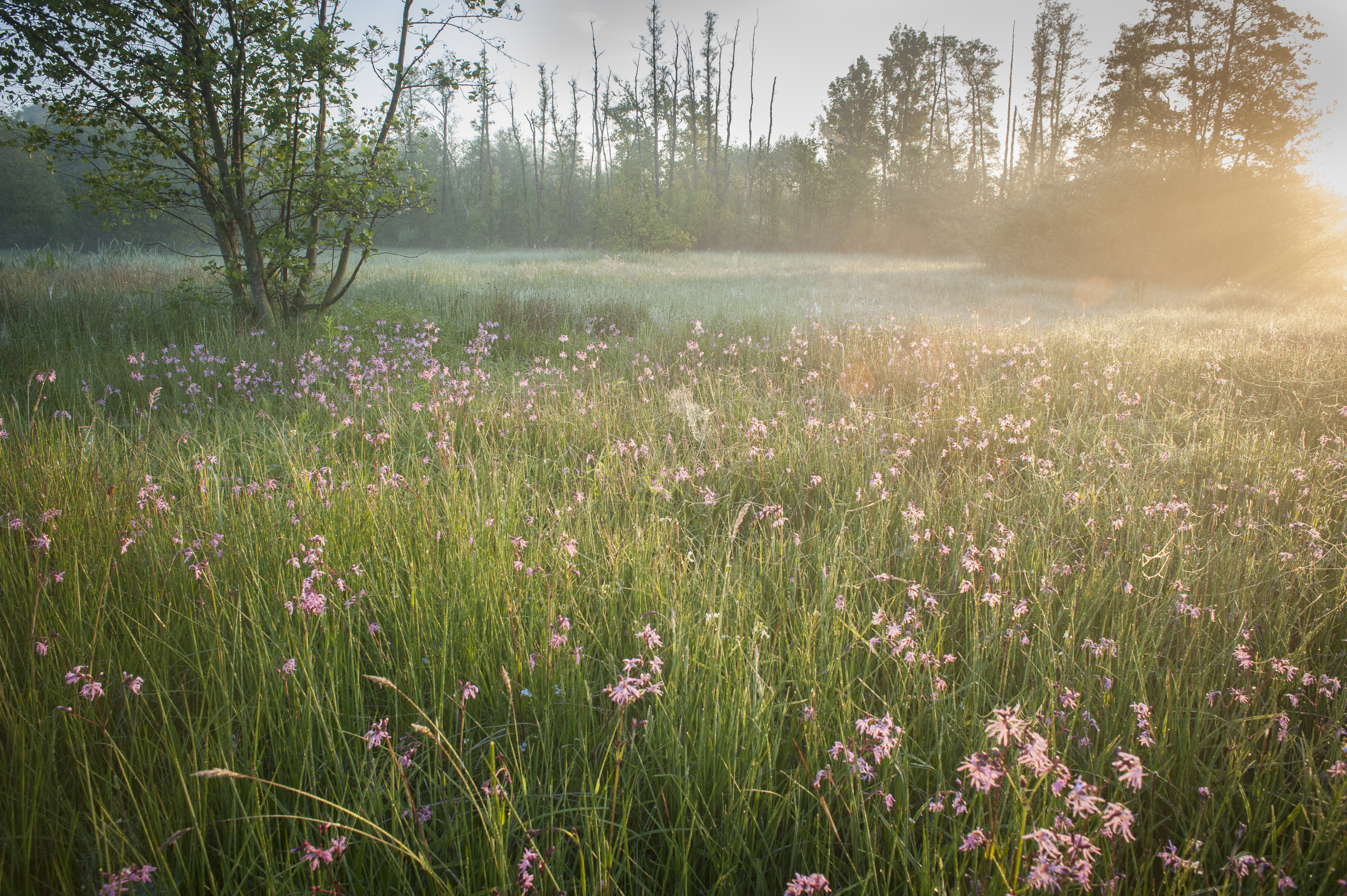 Bloemenweelde - foto: Wim Dirckx