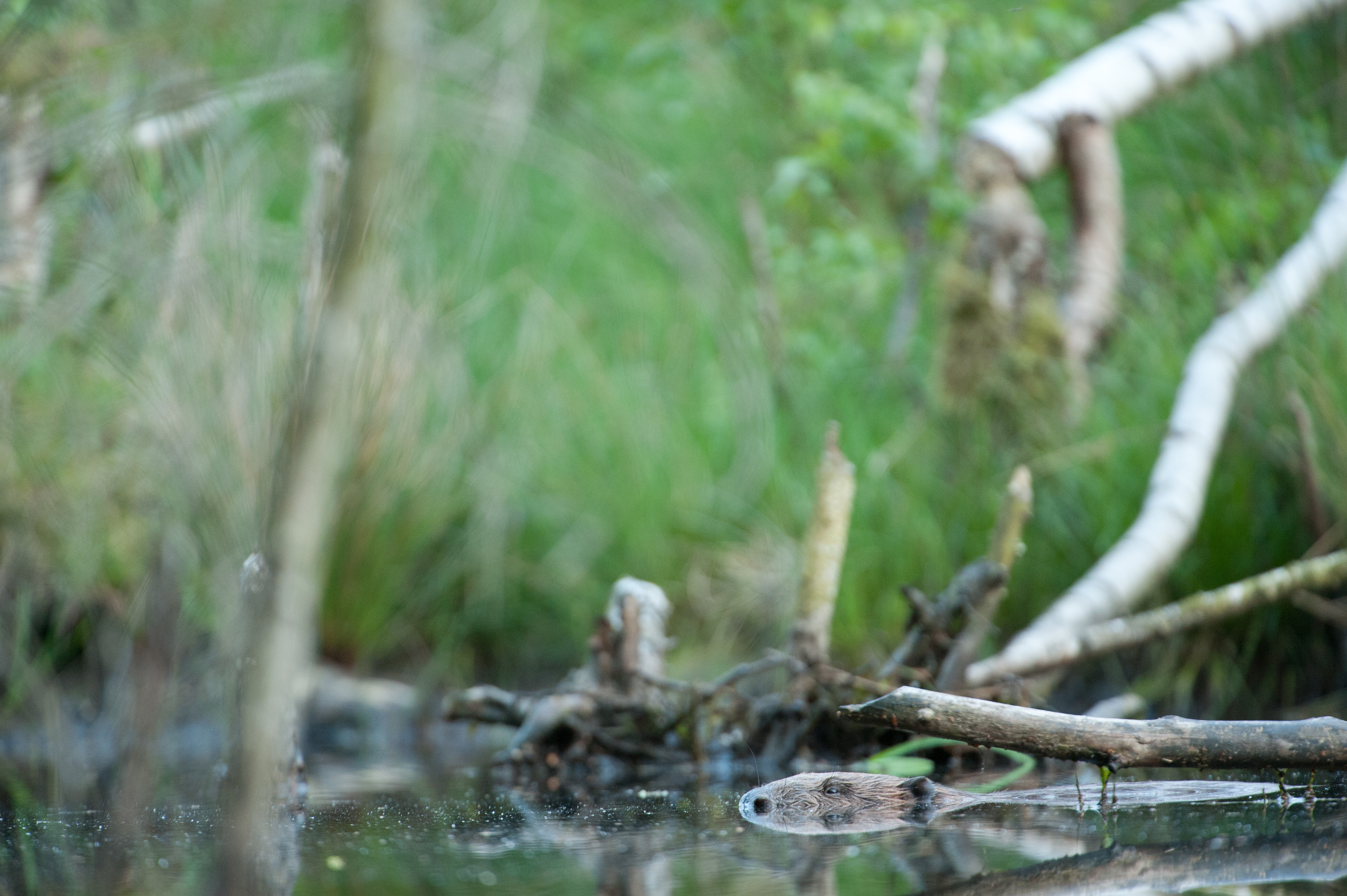 Discrete bever - foto: Wim Dirckx