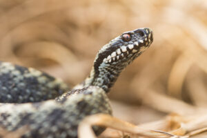 Adder - foto: Wim Dirckx