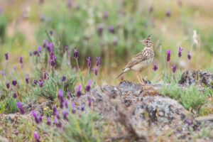 Ook vogelspotters komen aan hun trekken - foto: Billy Herman
