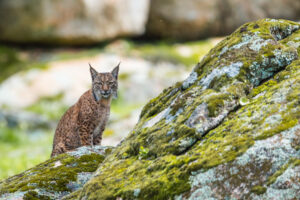 Waterkansje om lynx te spotten - foto: Billy Herman