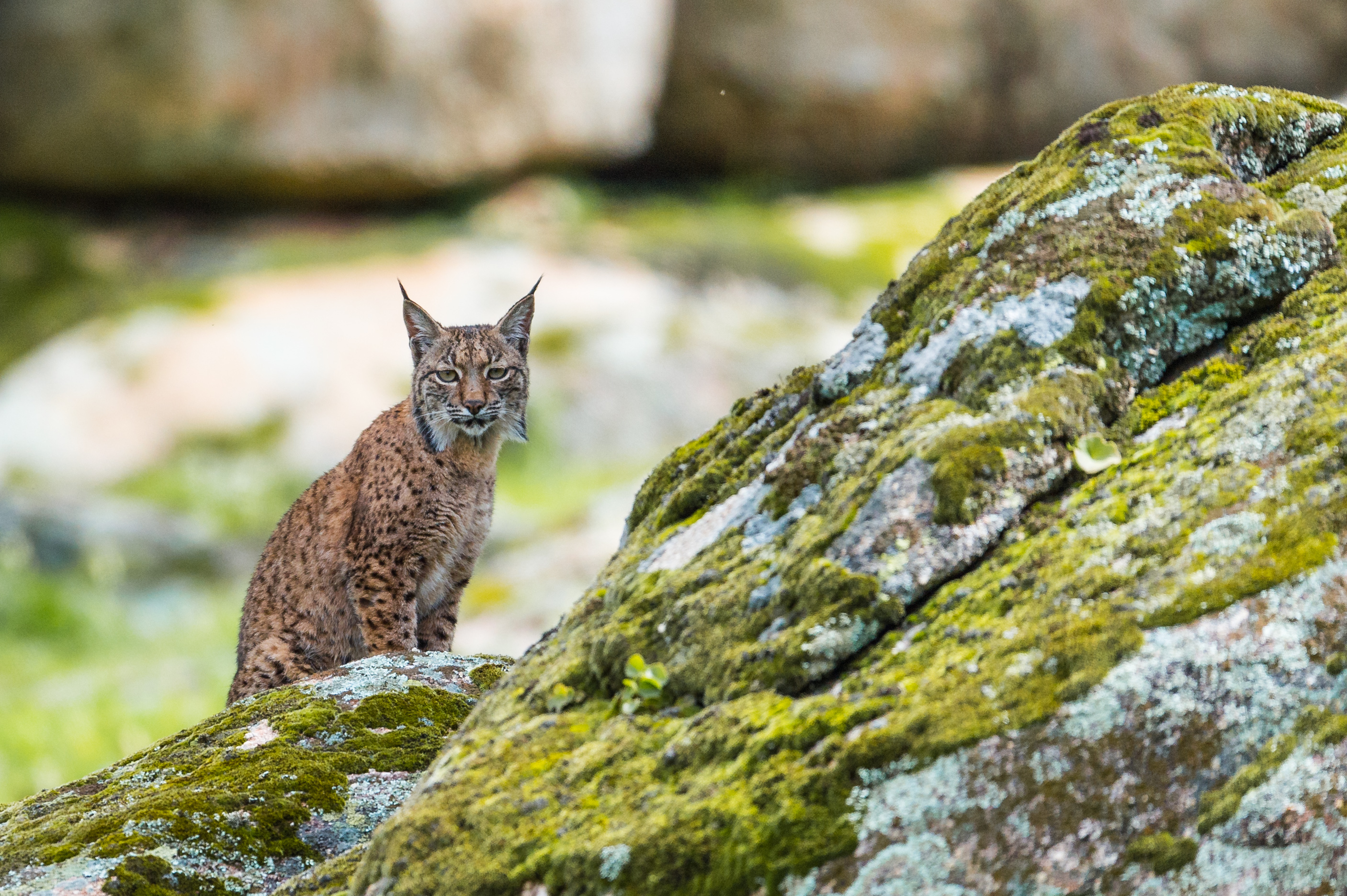 Waterkansje om lynx te spotten - foto: Billy Herman