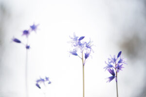 Topbestemminng voor plantenliefhebbers - foto: Billy Herman