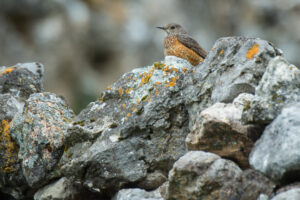 Perfecte camouflage - foto: Billy Herman