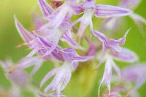 In bloei tijdens onze trip: alle orchideeën - foto: Billy Herman