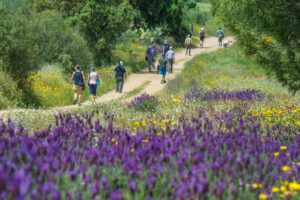 Wandelen door een bloemenzee - foto: Billy Herman