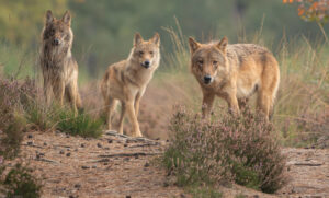 Wolven voor de lens - foto: Ramon van Bentum