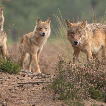 Wolven voor de lens - foto: Ramon van Bentum