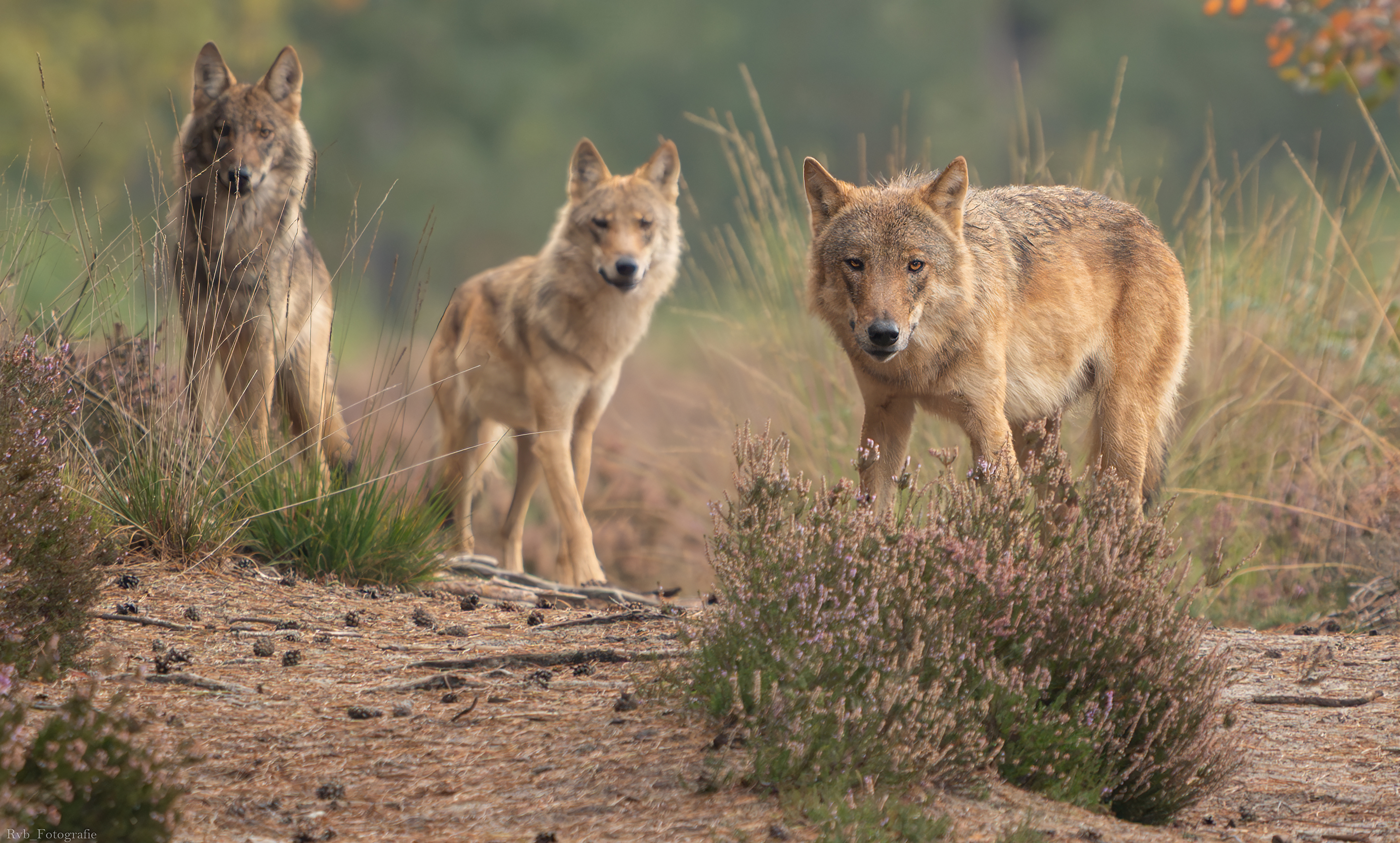 Wolven voor de lens - foto: Ramon van Bentum
