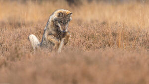 Wolf op muizenjacht - foto: Ramon van Bentum