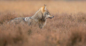 Wolf op de uitkijk - foto: Ramon van Bentum