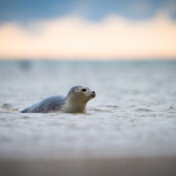 Zeehonden spotten - foto: Wim Dirckx