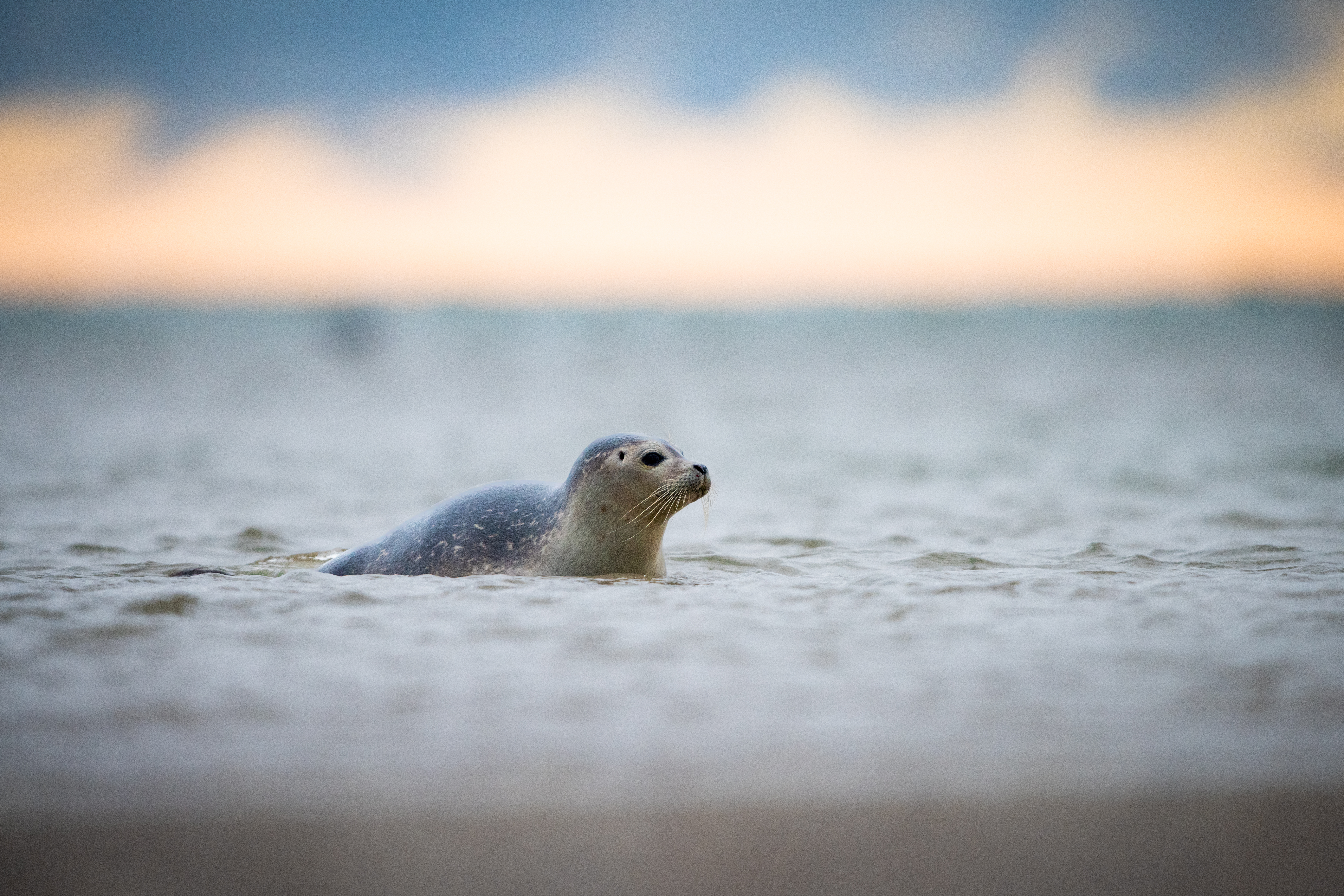 Zeehonden spotten - foto: Wim Dirckx