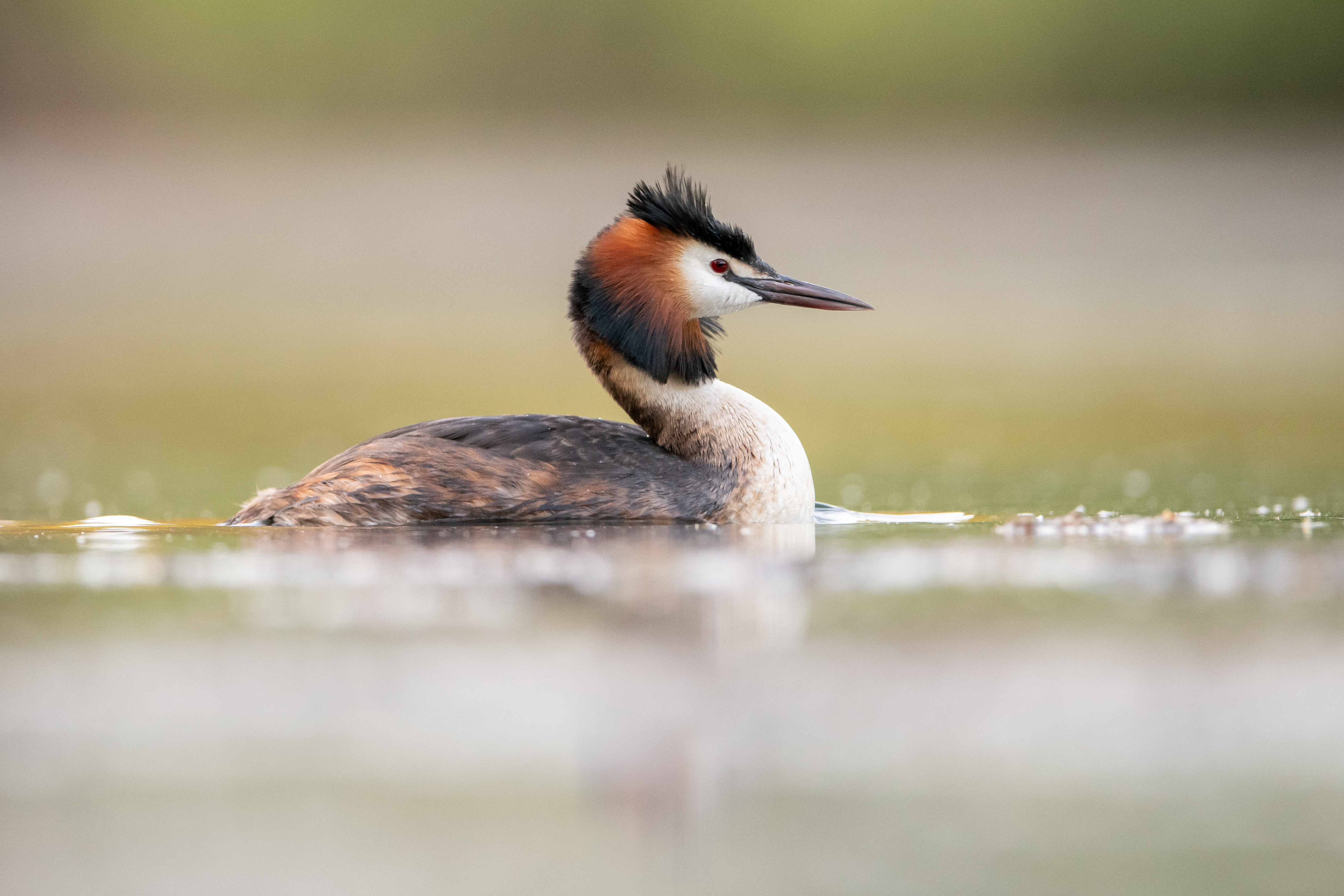 Fuut - foto: Wim Dirckx