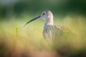 Wulp - foto: Wim Dirckx