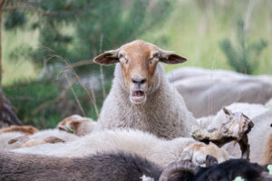 Schapen op de Veluwe - foto: Katrien Quartier