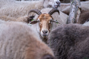 Schapen op de Veluwe - foto: Katrien Quartier