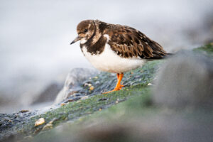 Steenloper - foto: Wim Dirckx