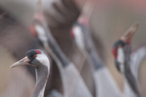 Kraanvogels - foto: Wim Dirckx
