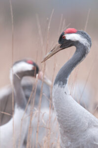 Kraanvogelportret - foto: Wim Dirckx