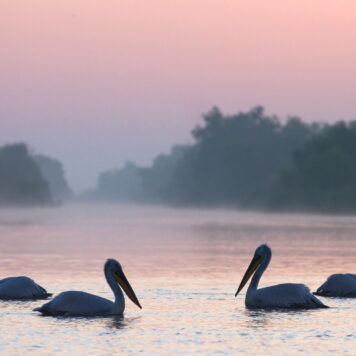 Stemmige Donaudelta - foto: Zoltan Baczo