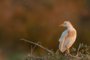 Koereiger - foto: Roland Selen