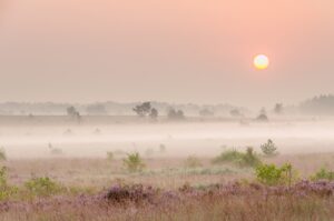 Stemmige venen - foto: Hans Debruyne