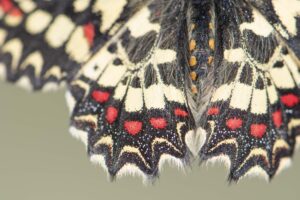 Van wildlife tot macro - foto: Billy Herman