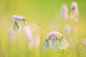 Groot geaderde witjes - foto: Billy Herman
