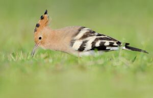 Hop - foto: Hugo Willocx