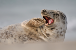 Ga zeehonden gluren - foto: Swa Bouvé