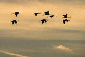 Luchten vol kraanvogels - foto: Billy Herman