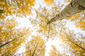 Herfstbos - foto: Billy Herman