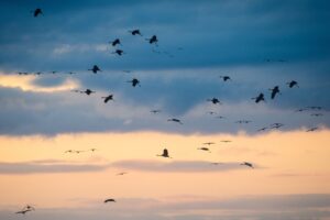 Kraanvogels boven Lac du Der - foto: Billy Herman