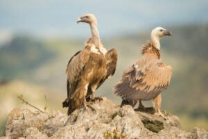 Ook gieren spotten? - foto: Billy Herman