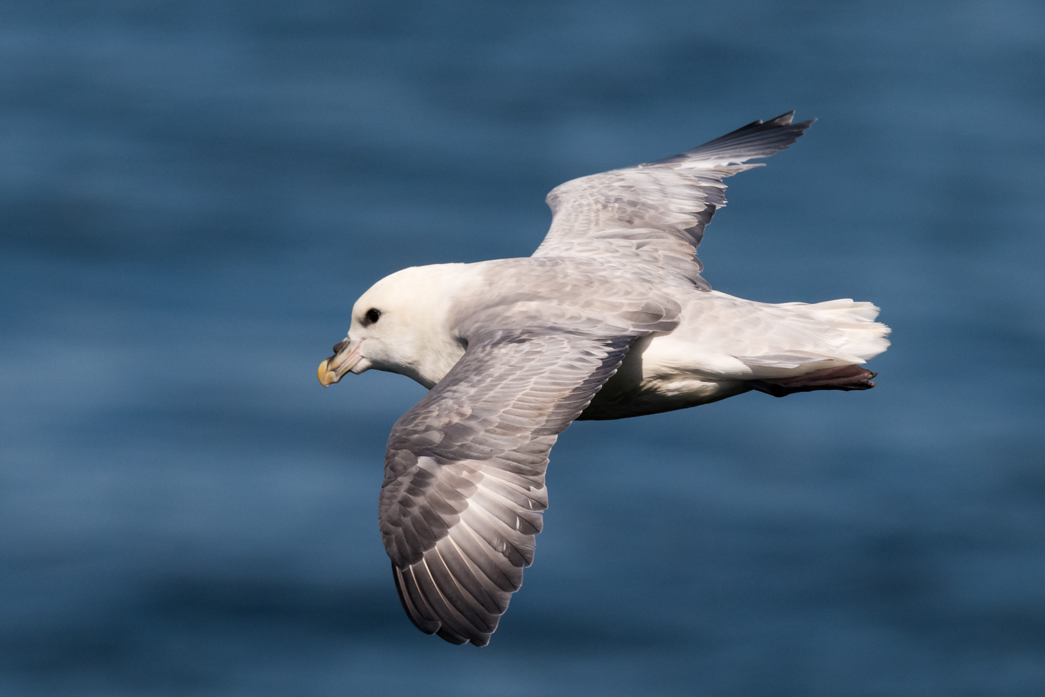 Noordse stormvogel - foto: Michael Schroeder