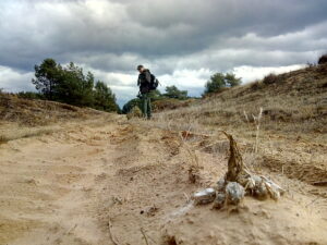 Oude wolvendrol op de heide - foto: Jan Loos