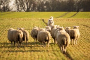Kuddebewakingshond in actie - foto: Sandy Spaenhoven