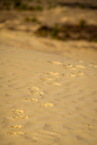 Wolvenspoor - foto: Sandy Spaenhoven