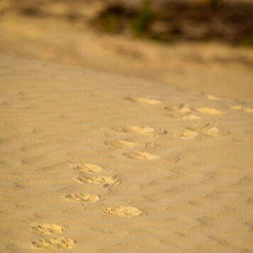 Wolvenspoor - foto: Sandy Spaenhoven