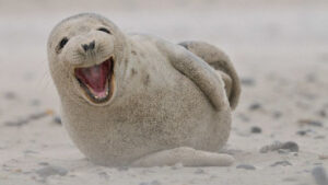 Ook zeehonden spotten? - foto: Swa Bouvé