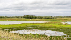 Vogelplassen met grote grazers - foto: Marleen Bogaert