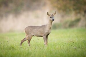 Ree - foto: Wim Dirckx