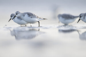 Drieteenstrandlopers - foto: Wim Dirckx