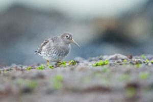 Paarse strandloper - foto: Wim Dirckx
