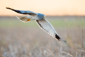 Blauwe kiekendief - foto: Wim Dirckx