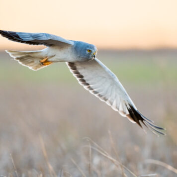 Blauwe kiekendief - foto: Wim Dirckx