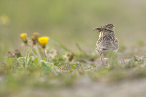 Boomleeuwerik - foto: Wim Dirckx