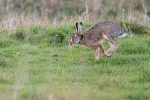 Haas - foto: Wim Dirckx